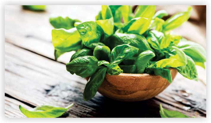 Basil
