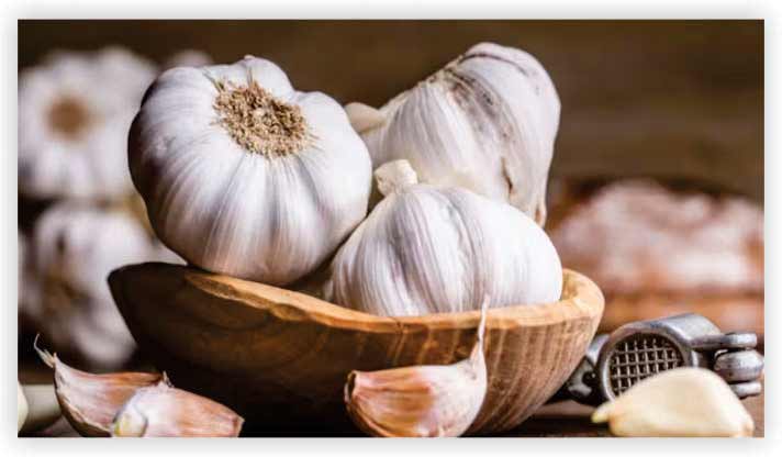Garlic