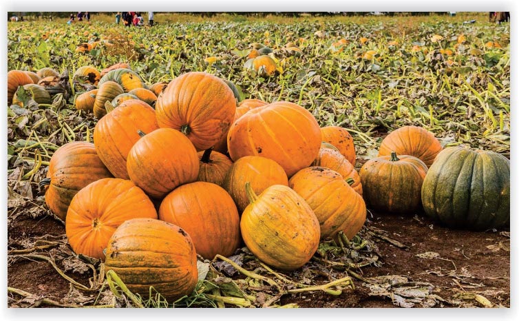 Pumpkin
